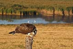 Balk kartal / Pandion haliaetus / Osprey 